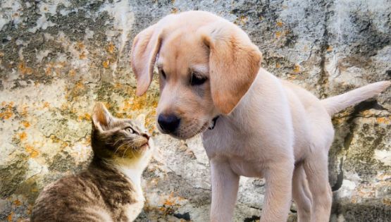 Ley de Bienestar Animal: Multas por dejar a tu mascota en balcones