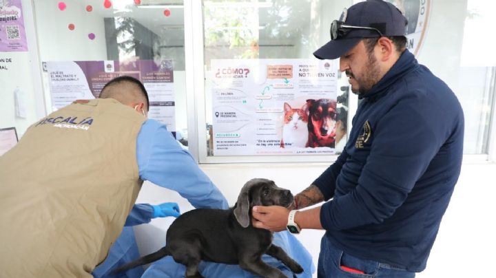 FGE investiga venta ilegal de seres sintientes en Morelia