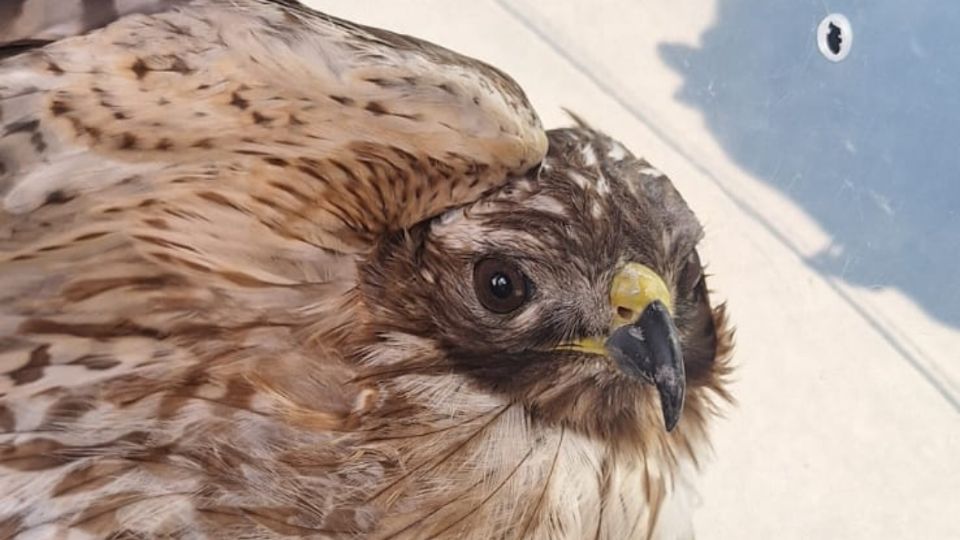 Personal de Protección Civil de Nuevo León rescató un halcón lesionado en un negocio de Guadalupe y lo trasladó a una UMA en San Nicolás para su atención especializada.
