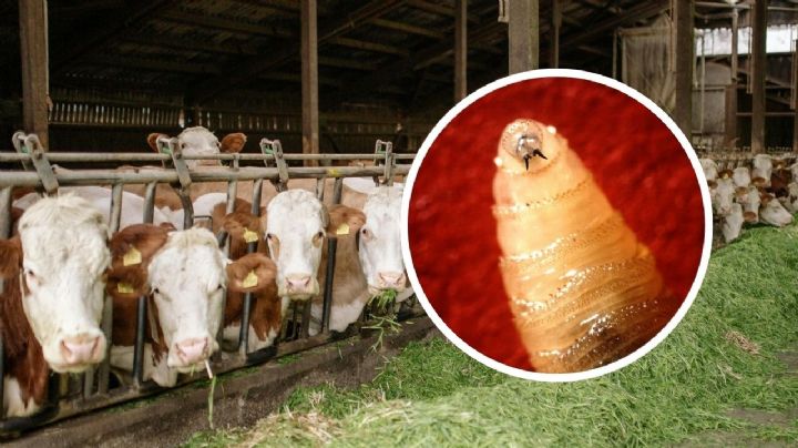 ASEA combate gusano barrenador mediante la conmutación de multas