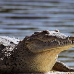 Cocodrilo desata alerta en carrera de la Marina Cozumel
