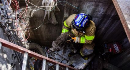 Perrito es rescatado de registro en Monterrey tras caer de tres metros