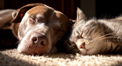 Golpe de calor en perros y gatos en Nuevo León: Síntomas, prevención y qué hacer ante una emergencia