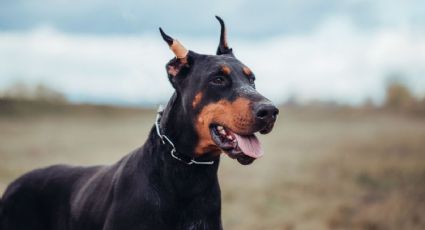 Gusano barrenador en CDMX: alerta por riesgo en mascotas