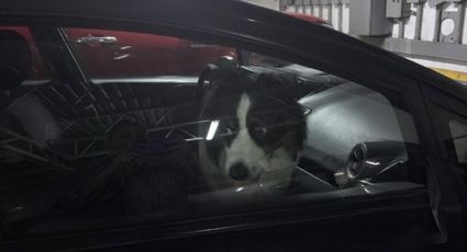 Dejan a perro encerrado por horas en pleno calor en Monterrey