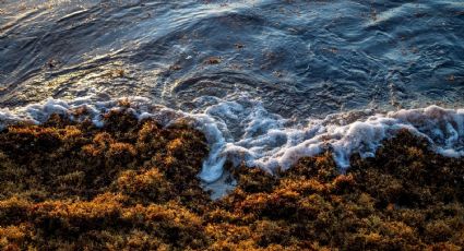 Sargazo en Quintana Roo: Alerta urgente por invasión