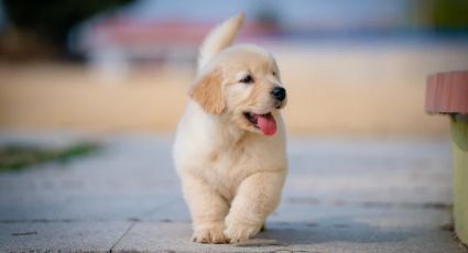 ¿Por qué es ilegal regalar animales sin registro?