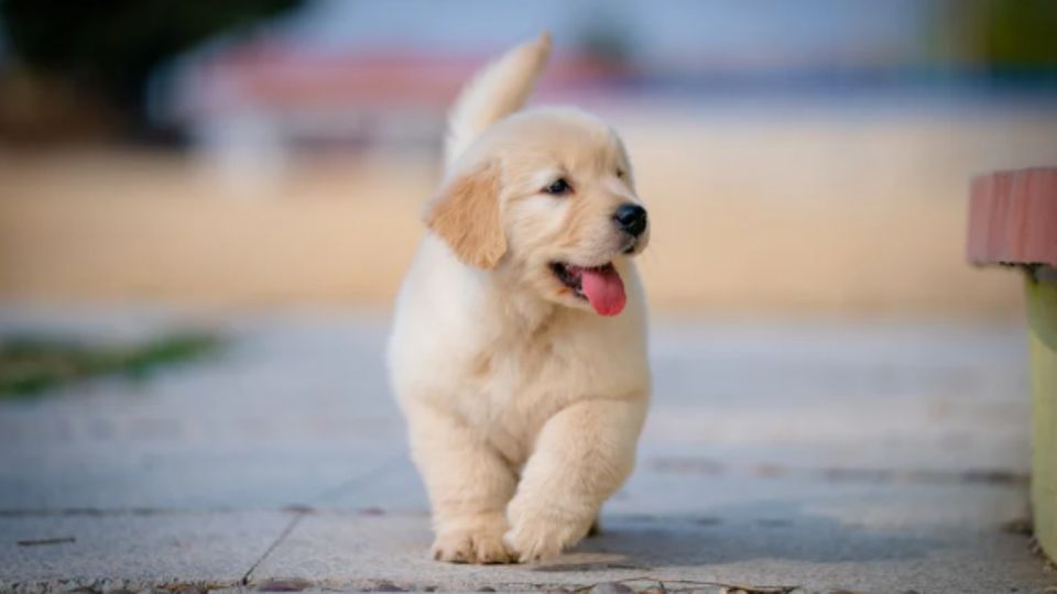 El microchip no solo funciona como un 'DNI' electrónico para la mascota, sino que actúa como una herramienta de protección jurídica.