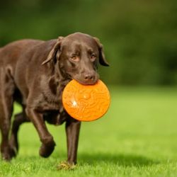 Estas son las mejores razas de perros para adultos mayores