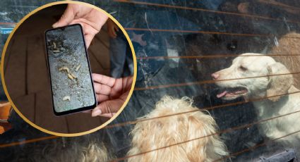 Confirman el primer caso de Gusano Barrenador en Santiago; confirman primer caso en un perro