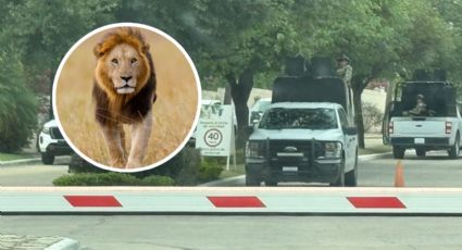 Despliegan fuerte operativo en La Herradura por presunta posesión de leones