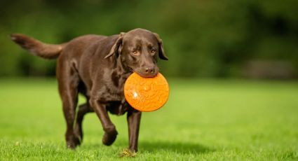 Estas son las mejores razas de perros para adultos mayores