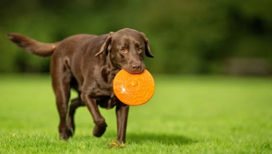 Estas son las mejores razas de perros para adultos mayores