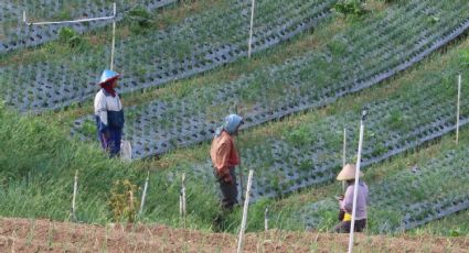 Sierra Tarahumara: denuncian esclavitud al servicio del narco
