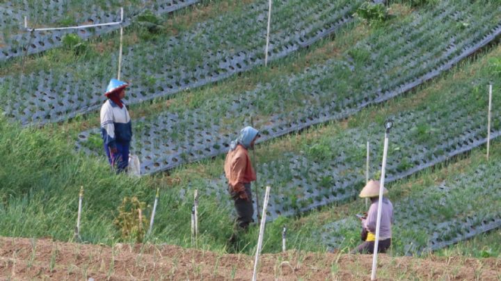 Sierra Tarahumara: denuncian esclavitud al servicio del narco