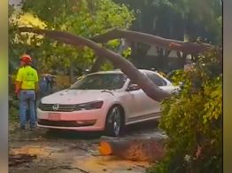 Prevén demanda contra alcaldía Cuauhtémoc tras caída de árbol