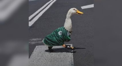 Pato Merlín llegará a la mañanera