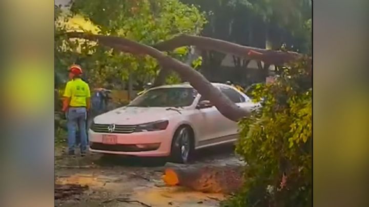 Prevén demanda contra alcaldía Cuauhtémoc tras caída de árbol