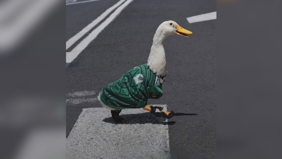 El pato Merlín pasó de las calles del Centro Histórico a ser un referente global y próximo invitado de honor del Mundial 2026.