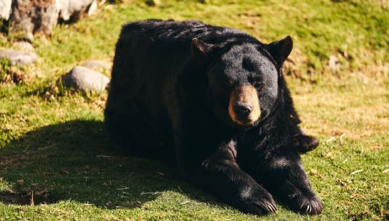 Ataque de oso negro en Fukushima deja cuatro lesionados