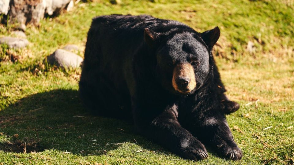En Japón durante el año pasado se estableció un récord histórico con 13 víctimas mortales y más de 230 ataques de osos.