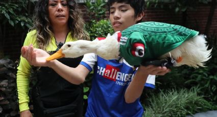 Merlín, la sensación con alas de un Mundial