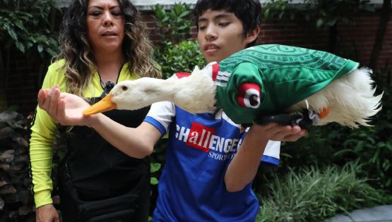 Merlín, la sensación con alas de un Mundial