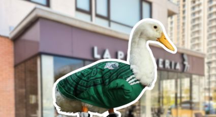 Pato Merlín visitará Monterrey; así será su visita