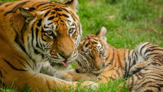 FGR asegura tigres de bengala y 32 caballos en operativo de Durango
