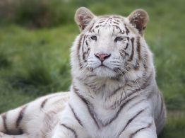 Fuga de tigre, responsabilidad de PIMVS