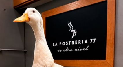 Así fue la visita del Pato Merlin a Nuevo León