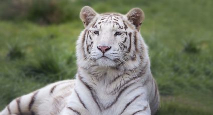 Fuga de tigre, responsabilidad de PIMVS
