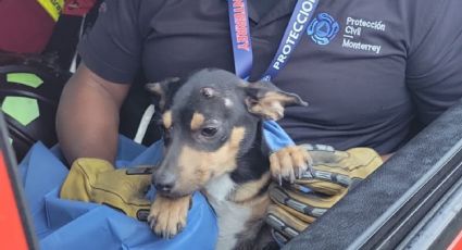 Rescatan a perrito atropellado en Morones Prieto; Protección Civil lo pone bajo resguardo