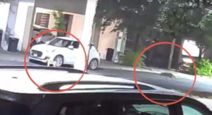 VIDEO | Coyote ataca a un gato en García y genera alerta entre vecinos de Cumbres