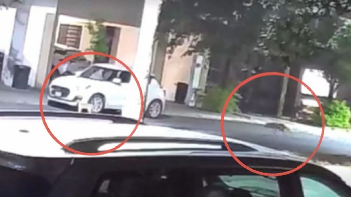 VIDEO | Coyote ataca a un gato en García y genera alerta entre vecinos de Cumbres
