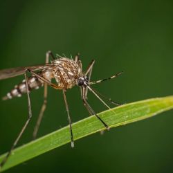 Mosquitos: El plan de Google contra enfermedades letales