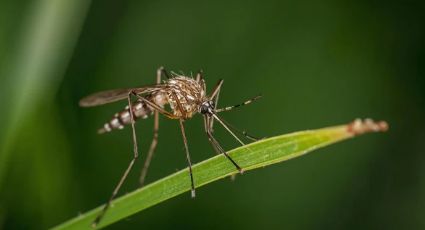 Mosquitos: El plan de Google contra enfermedades letales