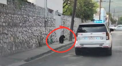 Resguardan a oso tras recorrer avenidas de San Pedro