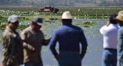 Reducen a la mitad el lirio acuático en la presa Endhó