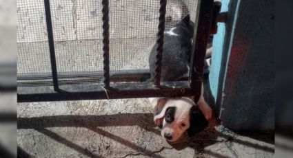 Rescatan a perrito atorado en un barandal en Guadalupe