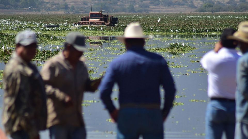 Labores de trituración de lirio en la presa Endhó, en febrero de 2026.