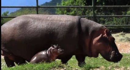 Nace hipopótamo bebé en zoológico de Nuevo León
