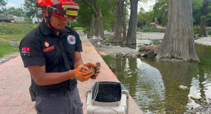 Así rescataron a estos 20 patitos en Guadalupe