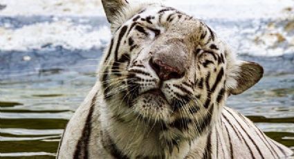 Una bala mató a tigre Kenzo