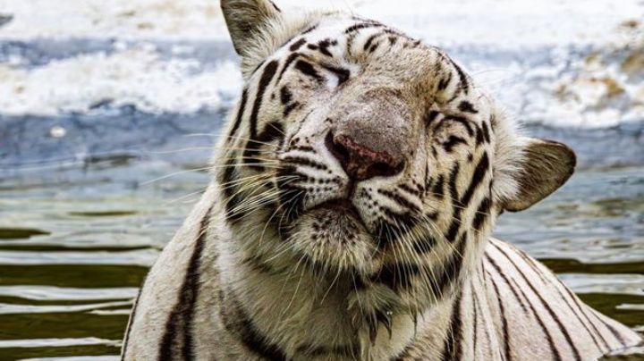 Una bala mató a tigre Kenzo