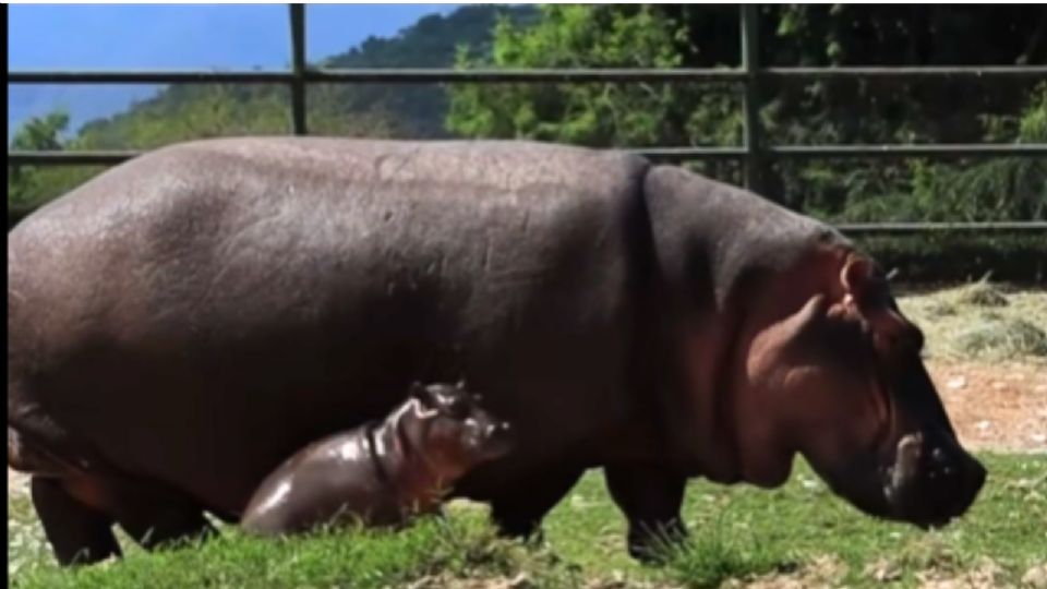 El hipopótamo africano nació hace unos días en un zoológico de Montemorelos y permanece bajo observación veterinaria junto a su madre.