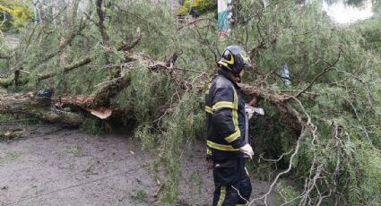 Árboles caídos, encharcamientos y cortocircuitos saldo de las lluvias