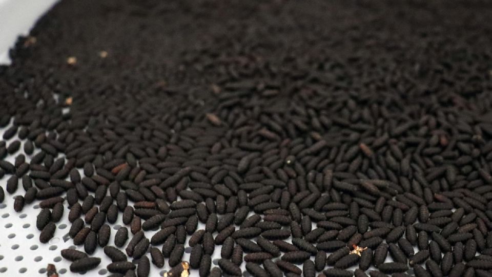Pupas para la creación de moscas estériles, en el municipio Metapa de Domínguez, Chiapas.