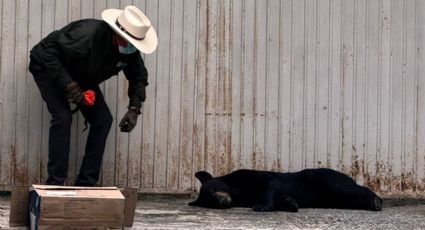 Rescatan a oso herido tras ser atropellado en la Carretera Nacional