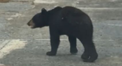 Este es el estado de salud del oso atropellado en Carretera Nacional